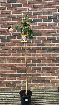 Lot 1077 - standard rose ‘Elle’