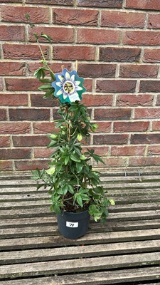 Lot 1078 - passionflower blooming dreams