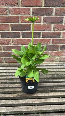Lot 1079 - Rudbeckia Choco sun