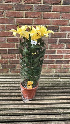 Lot 1080 - potted Lillie’s