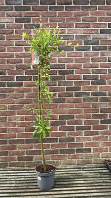 Lot 1081 - salix Kilmarnock weeping pussy willow tree