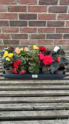 Lot 1082 - tray of 10 non stop Begonia