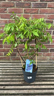 Lot 1083 - dwarf patio wisteria ‘ Nolina’