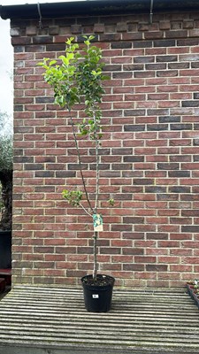 Lot 1084 - Bramley seedling apple tree