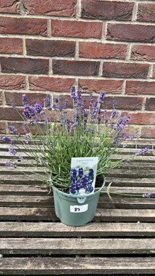 Lot 1085 - hidcote lavender