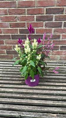Lot 1086 - mixed colours patio celosia