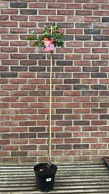 Lot 1087 - standard rose ‘Leonardo Da Vinci’