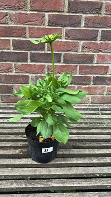Lot 1088 - Rudbeckia Choco Sun