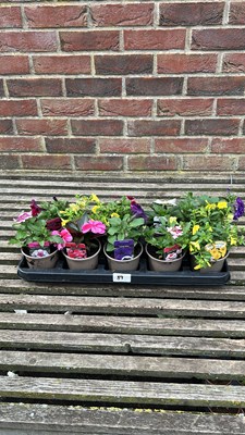Lot 1089 - tray of 10 bedding/basket plants