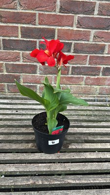 Lot 1090 - canna - Cannova Scarlet