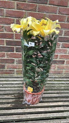 Lot 1091 - Potted Lilies