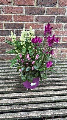 Lot 1092 - mixed colours patio celosia