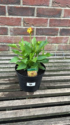 Lot 1093 - dahlia ‘lubega power’ tricolour