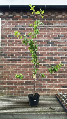 Lot 1094 - Victoria plum tree
