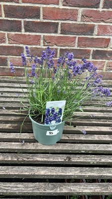 Lot 1095 - hidcote lavender