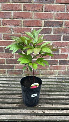 Lot 1096 - Peony - Karl Rosenfield’