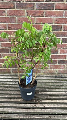 Lot 1097 - dwarf patio wisteria ‘Nolina’