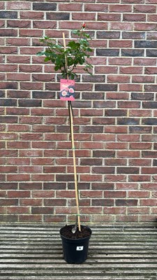 Lot 1098 - standard rose ‘Marie Curie’