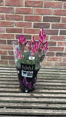Lot 1099 - patio Celosia deep purple