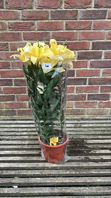 Lot 1100 - Potted Lilies