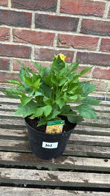 Lot 1101 - Dahlia - ‘Lubega Power’ Tricolour
