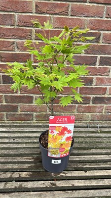 Lot 1102 - Acer ‘Moonrise’