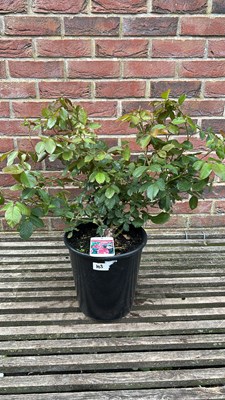Lot 1103 - Scenteer hybrid tea rose ‘Scent-imental’