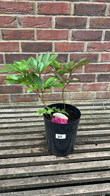 Lot 1105 - Peony ‘Bouquet Perfect’