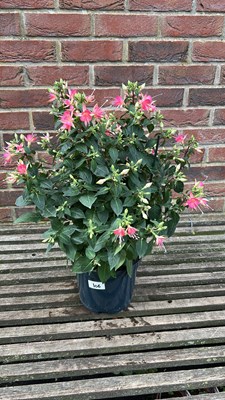 Lot 1106 - hardy star Fucshia