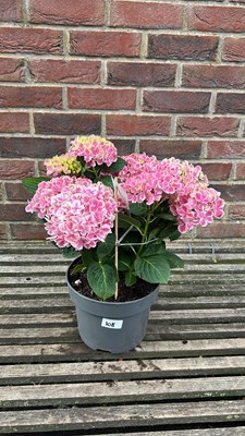 Lot 1108 - pink hydrangea