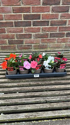 Lot 1107 - tray of 10 New Guinea impatients