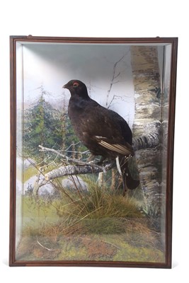 Lot 464 - Taxidermy Interest - Peter Spicer & Sons...
