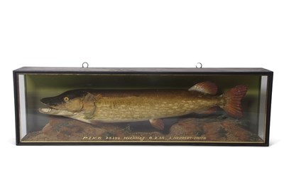 Lot 465 - Taxidermy - A large cased Pike in naturalistic...