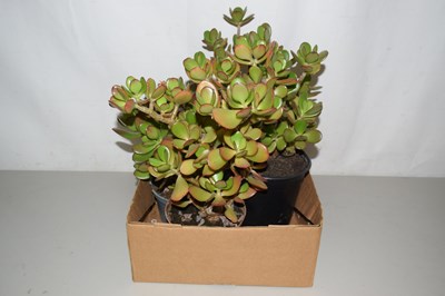 Lot 510 - Jade plants