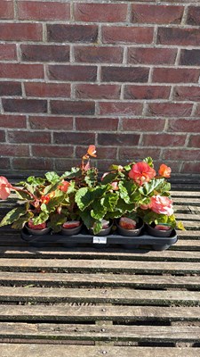 Lot 1001 - Tray of 10 mixed peach coloured Begonias