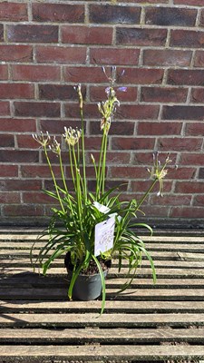 Lot 1002 - Agapanthus - ‘Nolina’
