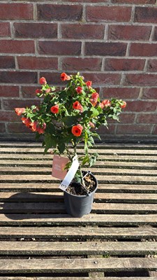 Lot 1003 - Patio Abutilon