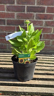 Lot 1004 - Rudbeckia - ‘Summerdaisy’s Red Bicolour’