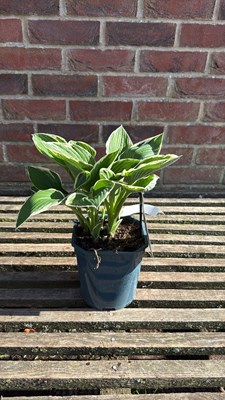 Lot 1005 - Hosta - ‘Francee’