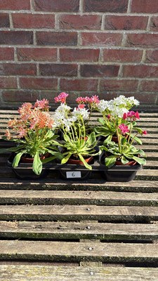 Lot 1006 - Tray or 6 Lewisia