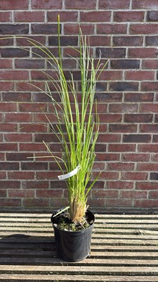 Lot 1007 - Pampas grass