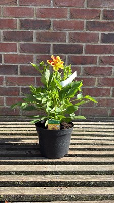 Lot 1008 - Dahlia - ‘Lubega Power tricolour’