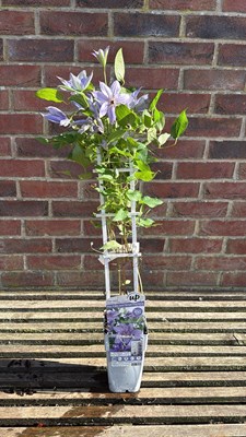 Lot 1009 - Purple Clematis