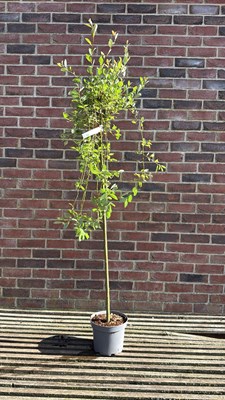 Lot 1010 - Salix - ‘Weeping pussy willow’