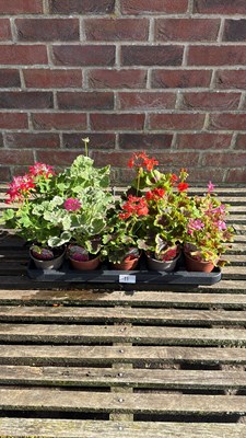 Lot 1011 - Tray of 10 mixed geraniums