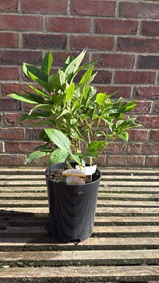 Lot 1012 - Peony - ‘Krinkled white’