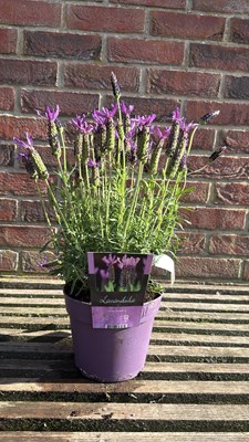 Lot 1013 - Butterfly Lavender