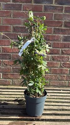 Lot 1014 - Passion Flower - ‘Blooming Dreams’