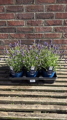Lot 1015 - Tray of 6 Old English Lavender