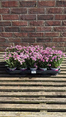 Lot 1016 - Tray of 10 Dianthus Pink Kisses